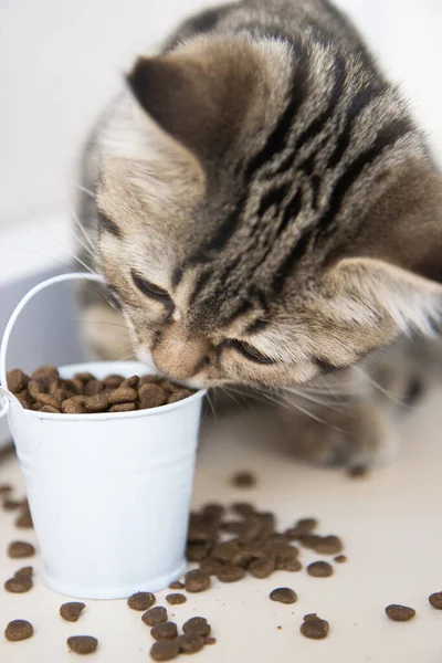 tabby kitten eats food from a white bucket