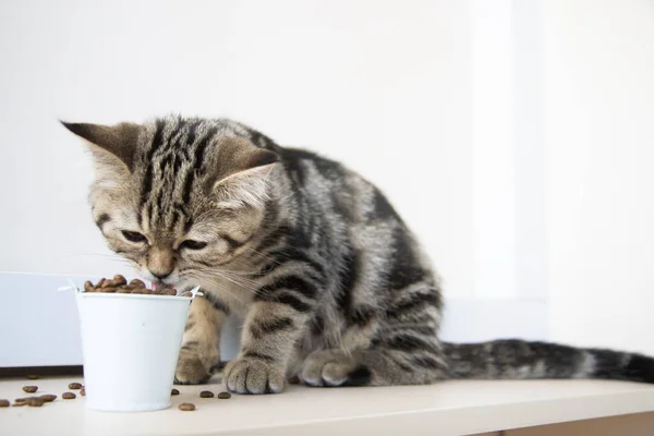 Tabby Kitten Eats Food White Bucket — Φωτογραφία Αρχείου