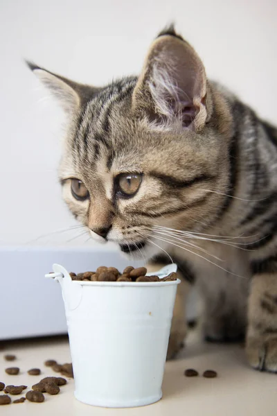 tabby kitten eats food from a white bucket