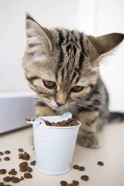 tabby kitten eats food from a white bucket