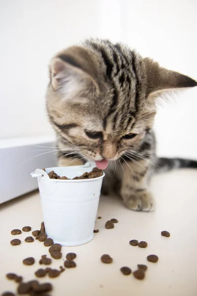 Tabby Kitten Eats Food White Bucket — Foto de Stock