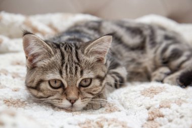 Tekir kedi yavrusu yatağa uzanıyor.