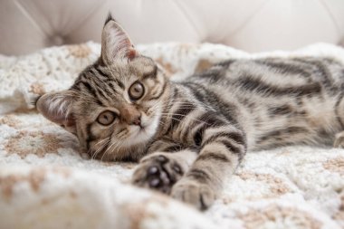 Çizgili kedi yavruları yatakta yıkanır.