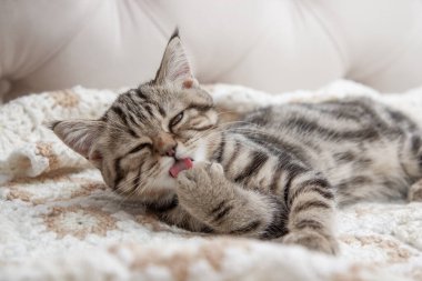 Çizgili kedi yavruları yatakta yıkanır.