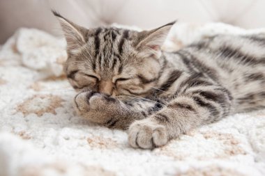 Çizgili kedi yavruları yatakta yıkanır.