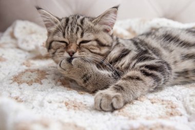 Çizgili kedi yavruları yatakta yıkanır.