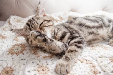 Çizgili kedi yavruları yatakta yıkanır.