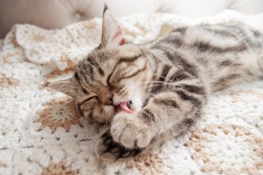 Çizgili kedi yavruları yatakta yıkanır.