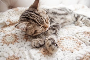 Çizgili kedi yavruları yatakta yıkanır.