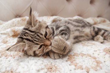 Yatakta oturan tekir kedi.