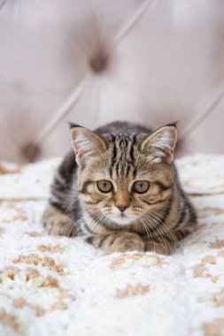 Yatakta oturan tekir kedi.