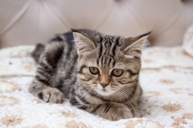 Yatakta oturan tekir kedi.