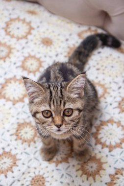 Yatakta oturan tekir kedi.