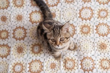 Yatakta oturan tekir kedi.