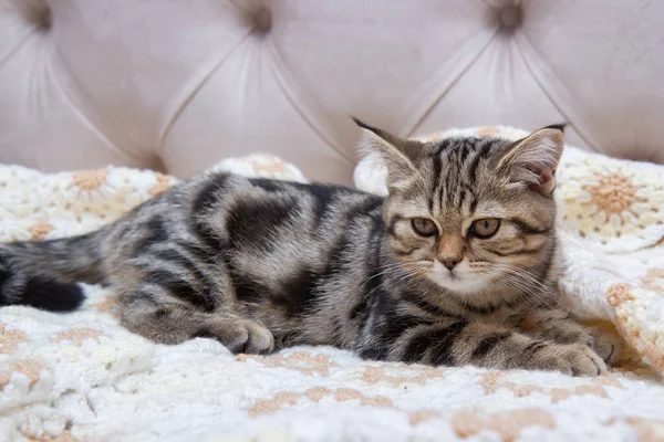 Tabby Kitten Lies Bed — Fotografia de Stock