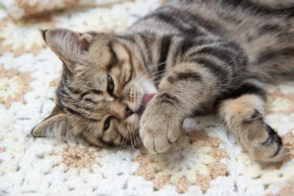 Tabby Kitten Lies Bed — Φωτογραφία Αρχείου