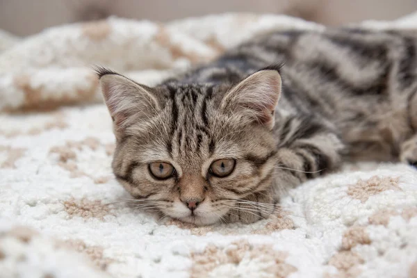 Tabby Kitten Lies Bed — стоковое фото