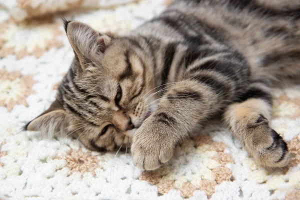 Tabby Kitten Lies Bed — 스톡 사진
