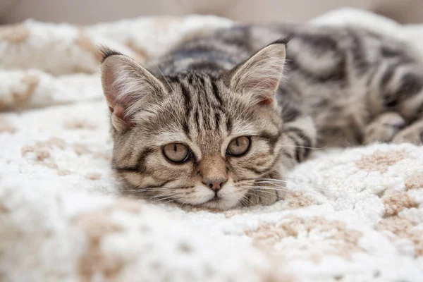 Tabby Kitten Lies Bed — Fotografia de Stock