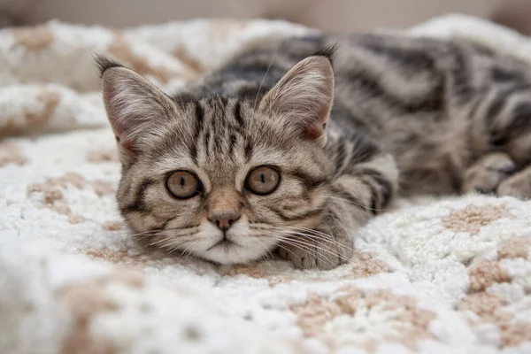 Tabby Kitten Lies Bed — Photo
