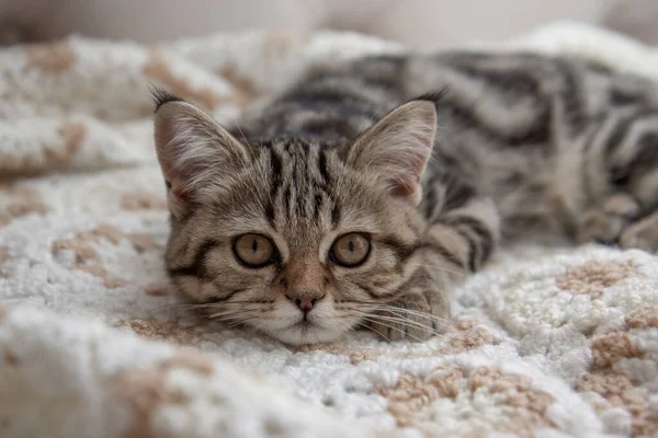 Tabby Kitten Lies Bed — Photo