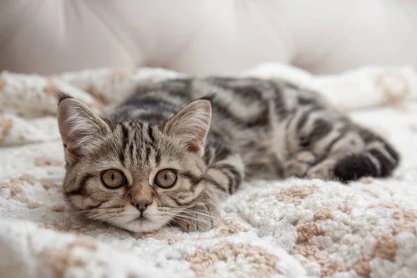 Tekir kedi yavrusu yatağa uzanıyor.