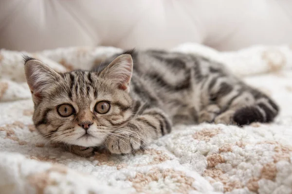 Tabby Kitten Lies Bed — Photo