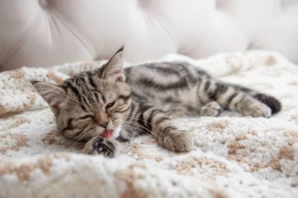 Striped Kitten Washes Bed — 스톡 사진