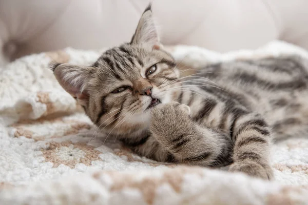 Striped Kitten Washes Bed — Stock Photo, Image