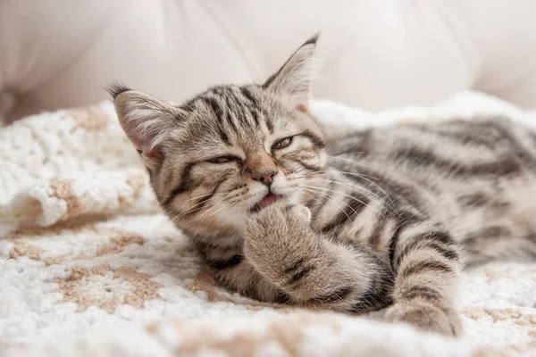 Striped Kitten Washes Bed — Fotografia de Stock