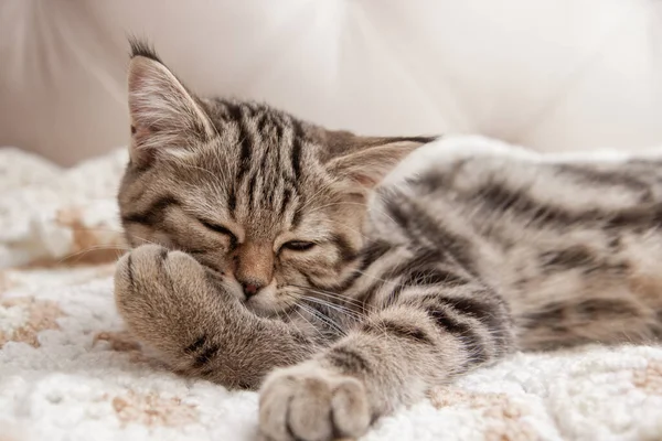 Striped Kitten Washes Bed — Φωτογραφία Αρχείου