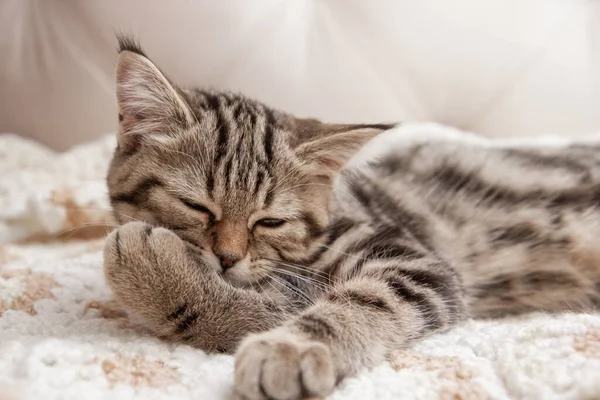 Striped Kitten Washes Bed — 스톡 사진