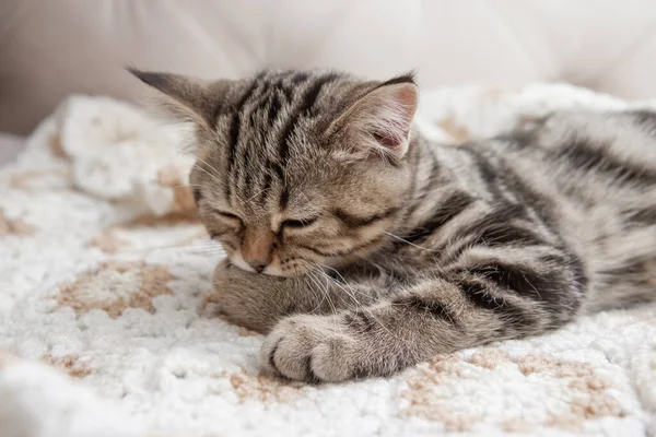 Striped Kitten Washes Bed — Fotografia de Stock