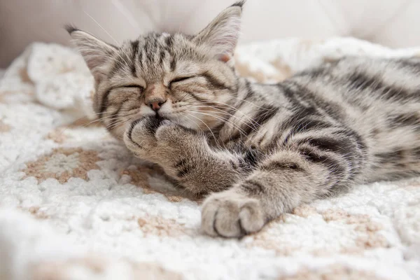 Striped Kitten Washes Bed — Fotografia de Stock