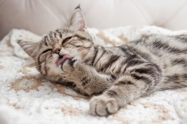 Striped Kitten Washes Bed — 스톡 사진
