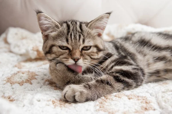 Striped Kitten Washes Bed — Fotografia de Stock