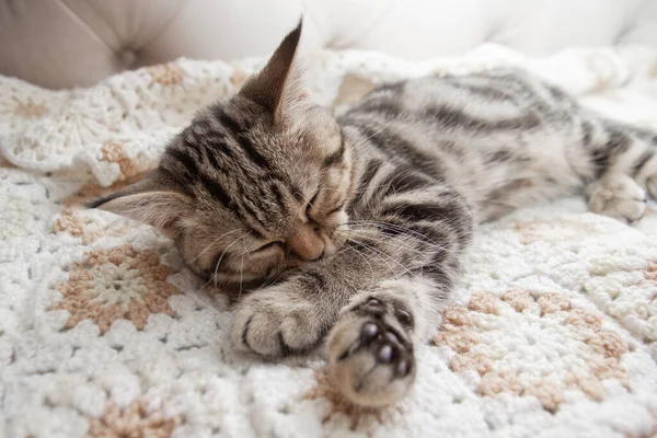 Çizgili kedi yavruları yatakta yıkanır.