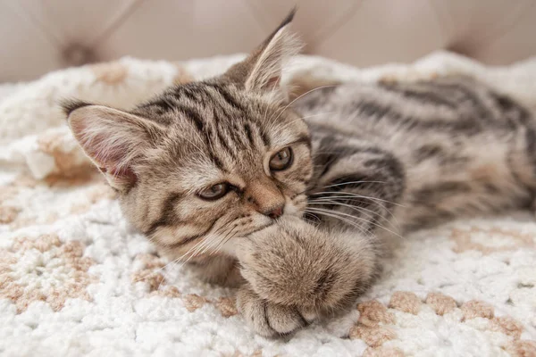 Striped Kitten Washes Bed — Fotografia de Stock