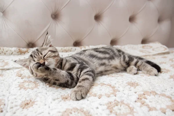 Striped Kitten Washes Bed — стоковое фото