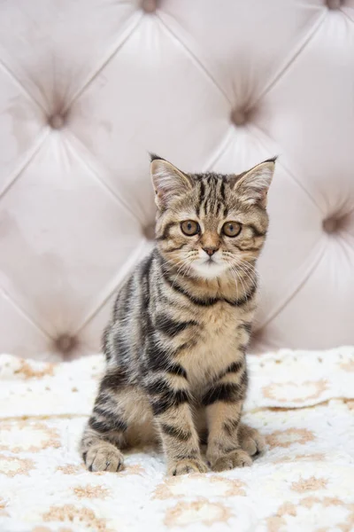 Tabby Cat Sitting Bed — Stock Photo, Image