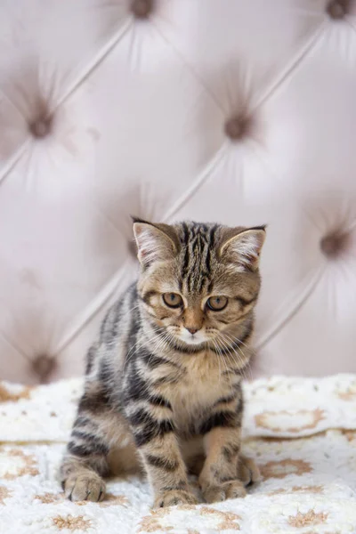 Tabby Cat Sitting Bed — Stock Photo, Image