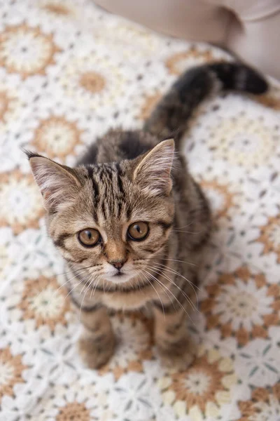 Tabby Cat Sitting Bed — Fotografia de Stock