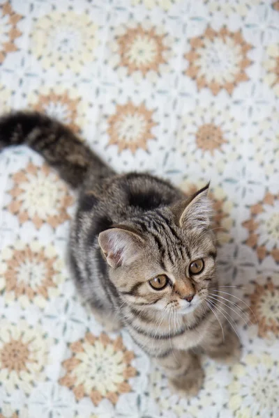 Tabby Cat Sitting Bed — стоковое фото