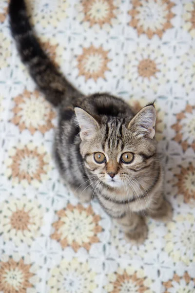 Tabby Cat Sitting Bed — Fotografia de Stock