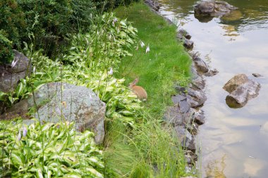 rabbit in the grass by the pond
