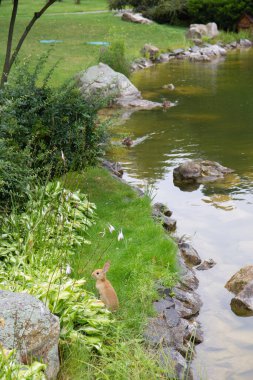 rabbit in the grass by the pond