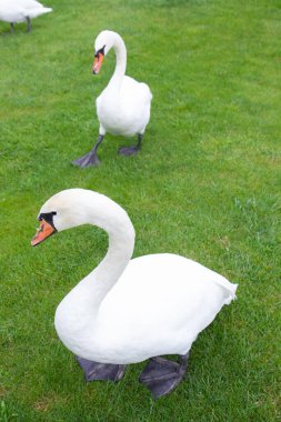 swans and ducks walk on the green grass in the park