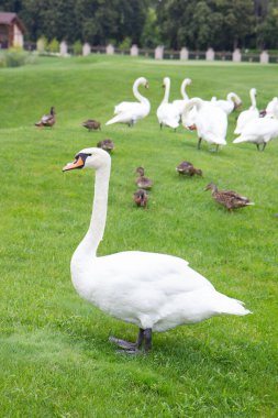 swans and ducks walk on the green grass in the park