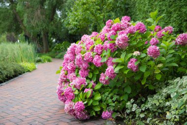 pink hydrangea bushes in the park