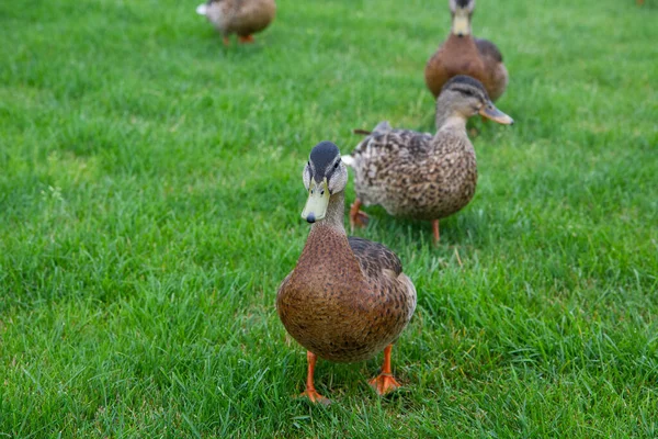 Ducks Walk Park Green Grass — ストック写真